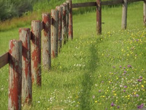 A weathered wooden fence stands in a meadow with blooming wildflowers, Hallig Hooge,