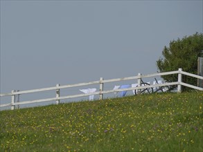 A white fence along a flowering meadow with hanging laundry in the background, Hallig Hooge,