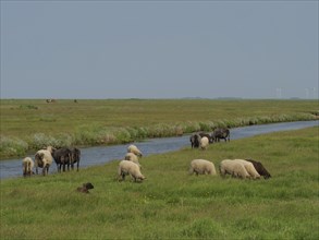 Sheep and cows grazing peacefully next to a small river in a meadow, Hallig Hooge,