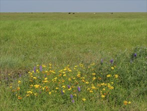 Colourful wildflowers blooming on a wide green meadow, Hallig Hooge, Schleswig-Holstein, Germany,