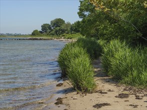 A quiet beach with tall tufts of grass and trees along the water, Flensburg, SChleswig-Holstein,