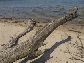 A large piece of driftwood lies on the sandy shore of a calm sea, Flensburg, SChleswig-Holstein,