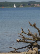 Close-up of driftwood on the lakeshore with a sailing boat and calm water in the background in