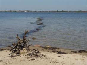 A piece of driftwood on a sandy beach, with the calm sea and the horizon in the background,