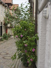 Charming cobblestone alley with green plants and blooming flowers in front of the half-timbered