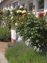 House facade with lushly blooming roses and lavender along a cobbled street, Schleswig,