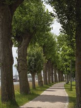 A quiet walkway lined with tall trees along a waterway under a cloudy sky, Kappeln,