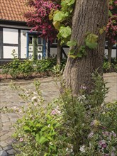 Half-timbered house and large tree with flowers and shrubs in a cobbled street, Kappeln,