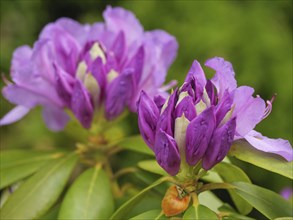 Macro photograph of two purple blooming rhododendron flowers in a green garden, Arnis,