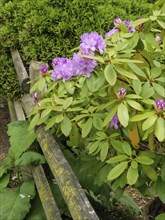 Close-up of blooming flowers next to an old wooden fence with green surroundings, Arnis,