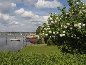 Flowering bushes on the lakeshore with boats, blue sky and clouds, Arnis, Schleswig-Holstein,