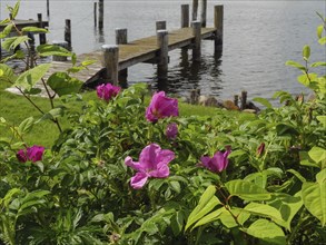 Pink flowers and green foliage in the foreground, a long jetty and the calm lake in the background,