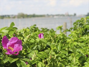 Close-up of pink flowers and green leaves with a blurred lake panorama in the background, Arnis,