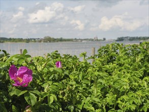 Pink flowers in front of a lake with cloudy sky and green landscape, Arnis, Schleswig-Holstein,