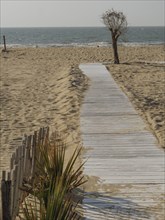 A wooden path leads through the sand to the sea, a lone tree stands at the side, de haan, belgium