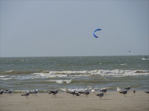 Seagulls on the beach near the sea with waves, a kite surfer in the background, blue sky, de haan,