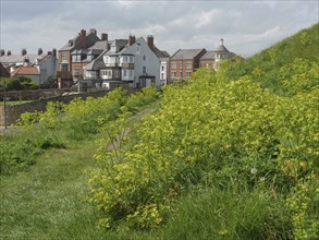 A green meadow with flowering dandelions leads to a row of historic houses on a slightly cloudy