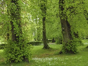 Green forest with tall trees and fresh grass, spring fever, Newcastle, England, Great Britain