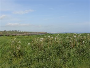 Green meadow with dandelions and a view of the sea and cliffs under a blue sky, tynemouth, England,