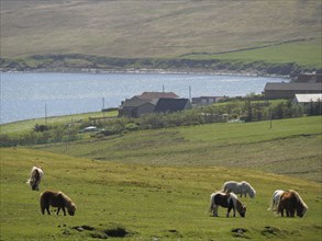 Several ponies grazing in a meadow in front of a loch and some buildings in a rural landscape,