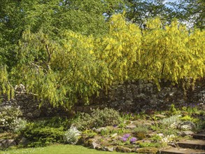 Garden with blossoming yellow trees and a flower bed, bordered by a stone wall, in the countryside,