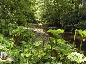 Sunlight shines through the trees onto dense vegetation on the banks of a small river, inverness,