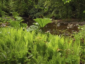 Lush green plants and ferns on the banks of a small river in a dense forest, inverness, Scotland,