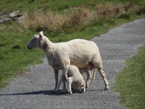 A sheep suckles its lamb on a path surrounded by grass in a natural environment, Haugesund, Norway,