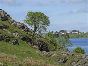 Single tree on a slope, view of the lake, rocks and nature, Haugesund, Norway, Europe