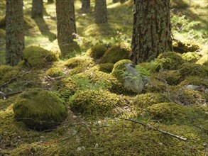 Boggy forest clearing with moss-covered stones and tree trunks, interspersed with sunlight,