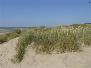 View of natural sand dunes with tall grass in the foreground and sea in the background under a