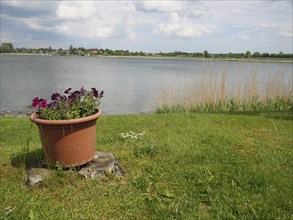 A flower pot in a meadow on the shore of a lake under a cloudy sky, Arnis, Schleswig-Holstein,