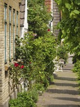 Narrow alley with cobblestones and lush green vegetation along the house fronts, Arnis,