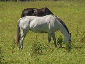 Two horses grazing on a green meadow, one white and one black, Flensburg, SChleswig-Holstein,