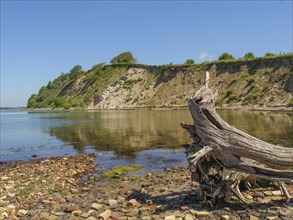 A washed up tree trunk lies on the shore of a calm coast under a clear blue sky, Flensburg,