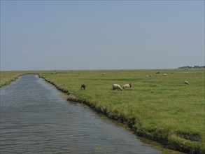 Grazing sheep on a wide pasture along a stream, Hallig Hooge, Schleswig-Holstein, Germany, Europe