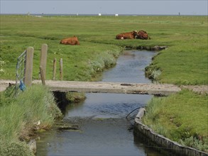 Small stream with bridge and grazing cows in a quiet rural setting, Hallig Hooge,