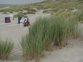 Tall green tufts of grass in front of several beach chairs and dunes on a cloudy day, juist, east