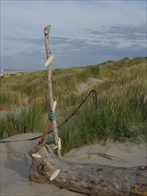 A beach with a piece of driftwood and shells attached to it, surrounded by dunes and grasses, under