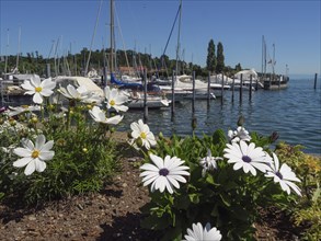 White blooming flowers in the foreground with a marina full of boats and a calm lake in the