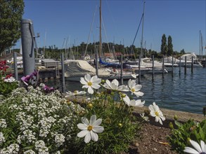 Flowery harbour landscape with many moored boats and sailing ships under a clear sky, Meersburg,