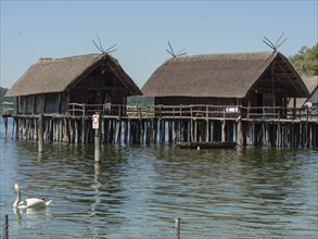 Historic pile dwellings with thatched roofs on a lake, a swan swims in the water under a clear,