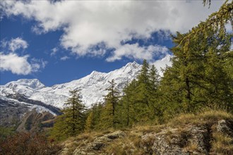 Snowy mountains in the Alps under a blue sky with some clouds, surrounded by forest, Saas Fee,