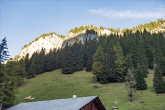 A hut on a green meadow with tall trees and mountains behind it, Grisons, Switzerland, Europe