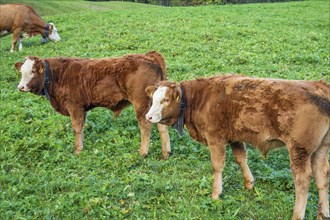 Two brown cows grazing on a green pasture, graubünden, switzerland