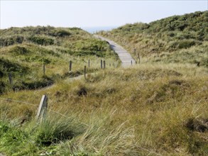 Narrow wooden path through dense grassy dunes, flanked by wooden poles, clear blue sky, Spiekeroog,