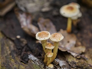 Small mushrooms growing from a rotting tree trunk, surrounded by foliage and forest atmosphere,