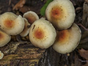 Close-up of a group of mushrooms growing on a rotting tree trunk with moss in the forest, Bocholt,