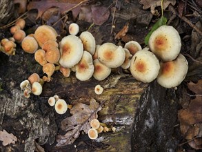 Various groups of mushrooms growing on a rotting tree trunk in the forest, accompanied by moss and