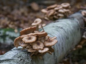 A cluster of mushrooms growing on a tree trunk surrounded by dry leaves in the forest, Bocholt,